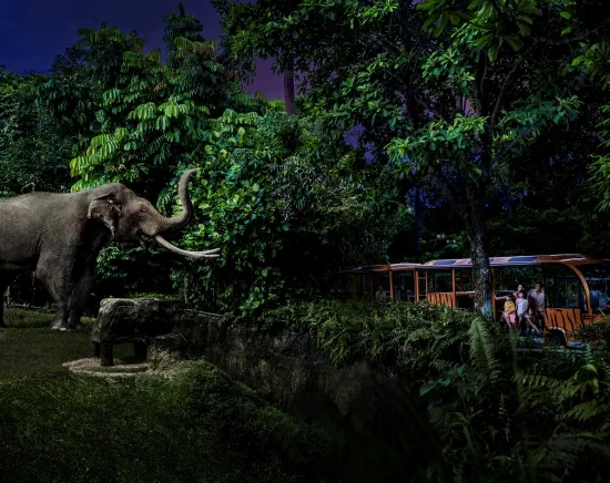 大人気！送迎付きナイトサファリ！<GW限定！ショー付きプランあり！>